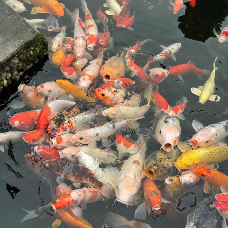 KDCL- Xie yichun san-Donglin Temple